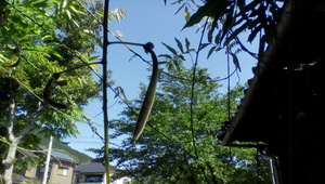 IMG_20150517_081547.jpg