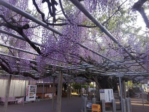 IMG_20170502_060125.jpg