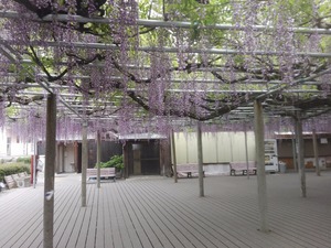 IMG_20170509_074257.jpg