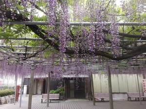 IMG_20170509_074306.jpg